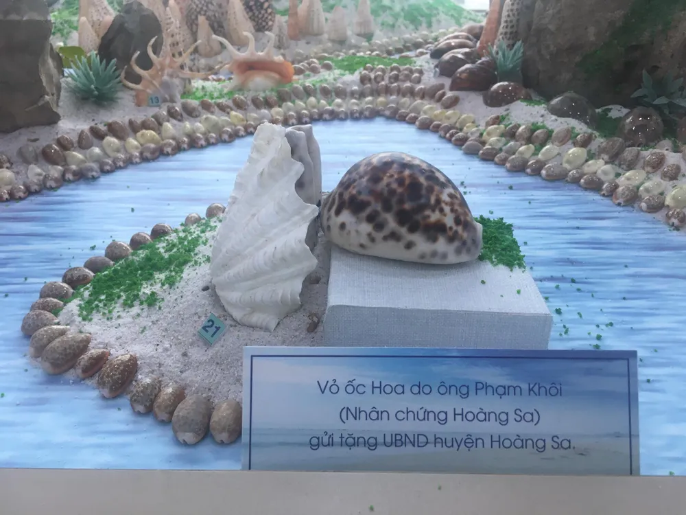 Những vỏ ốc từ quần đảo Hoàng Sa – Trường Sa giữa lòng Đà Nẵng ảnh 7