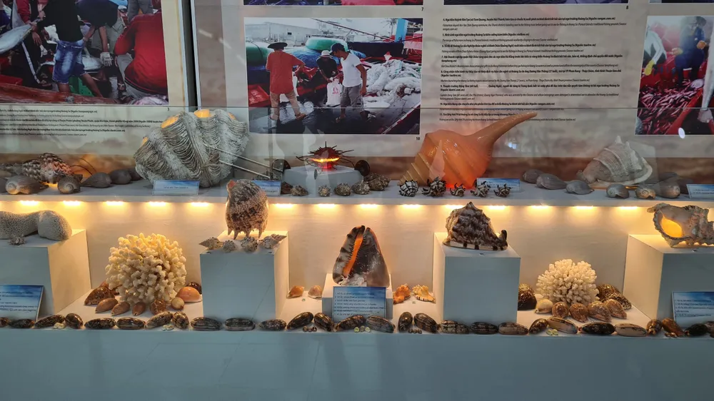 Những vỏ ốc từ quần đảo Hoàng Sa – Trường Sa giữa lòng Đà Nẵng ảnh 6