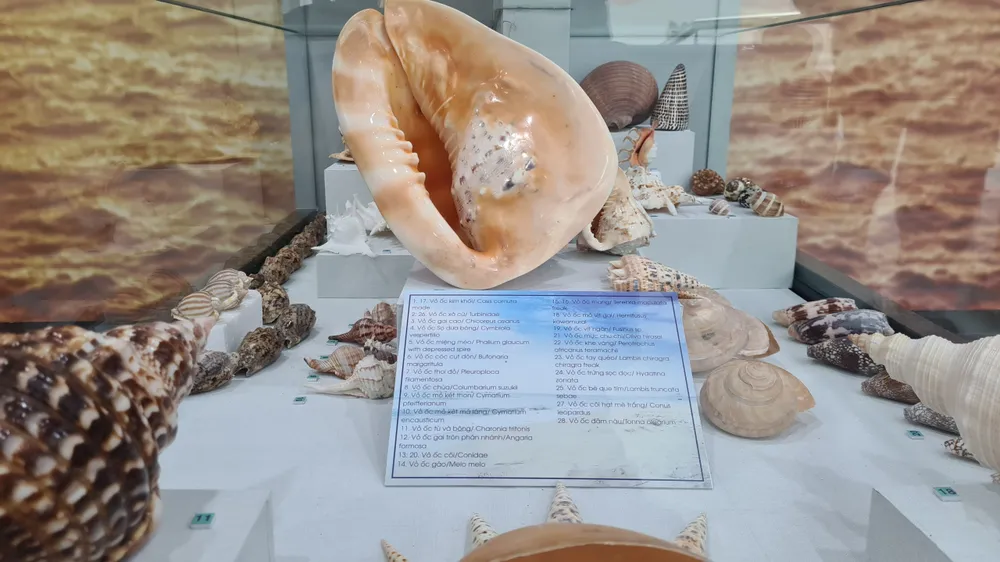Những vỏ ốc từ quần đảo Hoàng Sa – Trường Sa giữa lòng Đà Nẵng ảnh 9