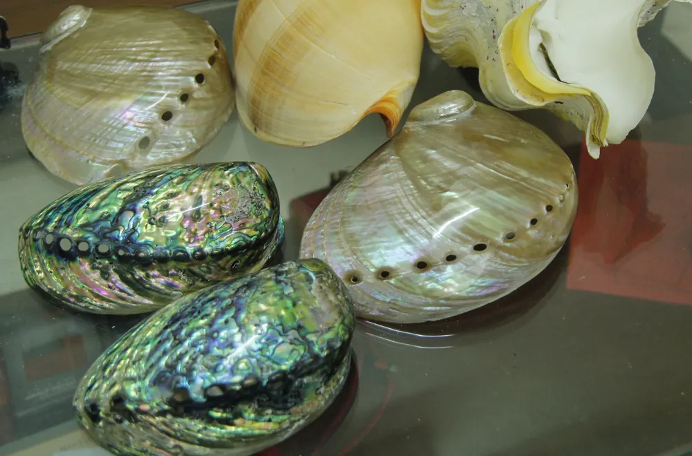 Những vỏ ốc từ quần đảo Hoàng Sa – Trường Sa giữa lòng Đà Nẵng ảnh 4