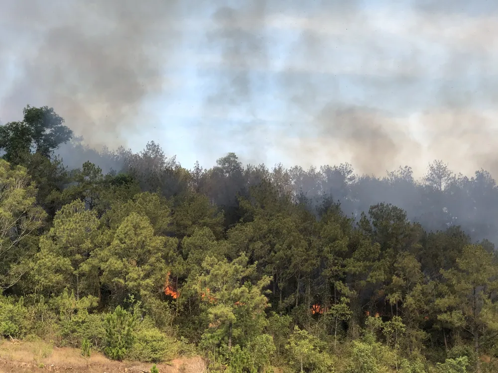 Dập tắt vụ cháy rừng thông ở Quảng Nam ảnh 1