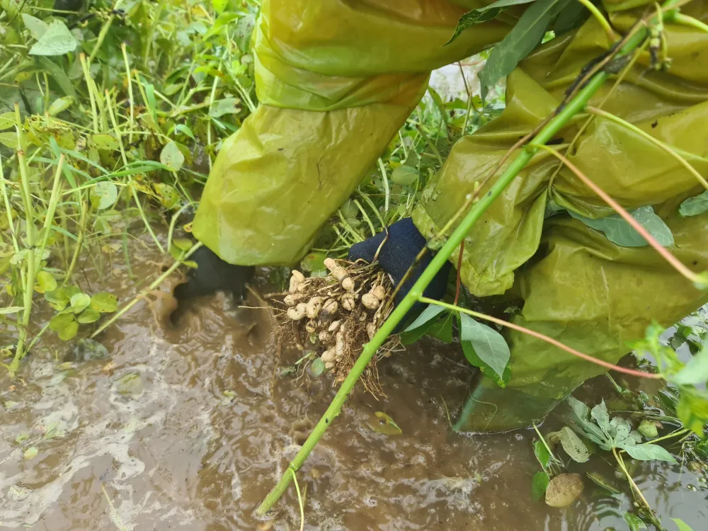 Gần 20.000ha lúa, rau màu của Quảng Nam bị ngập, ngã đổ do mưa lớn  ảnh 9