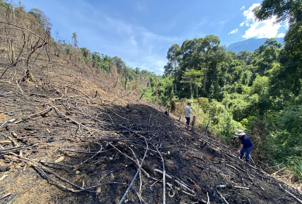 Khởi tố 3 đối tượng liên quan vụ đốt thực bì gây cháy rừng tự nhiên ảnh 1