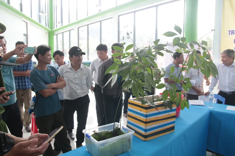 Cây sâm Ngọc Linh 20 tuổi được rao bán với giá 800 triệu đồng ảnh 2