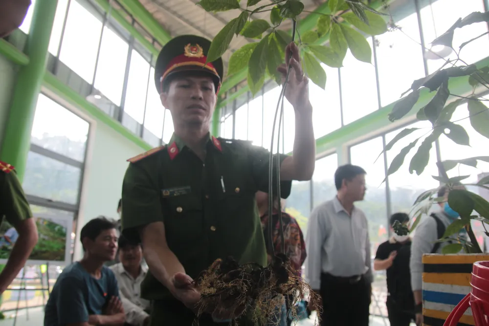 Cây sâm Ngọc Linh 20 tuổi được rao bán với giá 800 triệu đồng ảnh 3