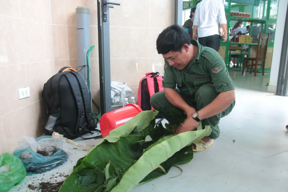 Cây sâm Ngọc Linh 20 tuổi được rao bán với giá 800 triệu đồng ảnh 1