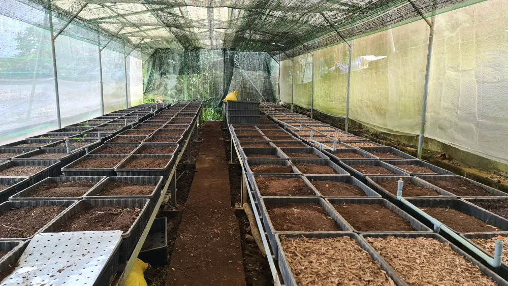 Mùa thu hoạch hạt sâm Ngọc Linh ảnh 14