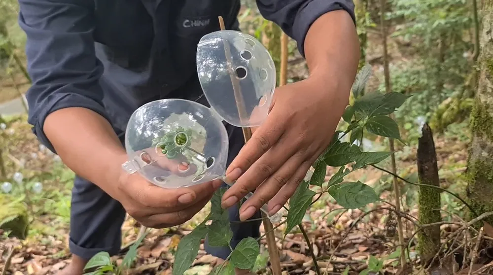 Mùa thu hoạch hạt sâm Ngọc Linh ảnh 9