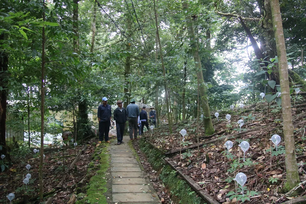 Mùa thu hoạch hạt sâm Ngọc Linh ảnh 4