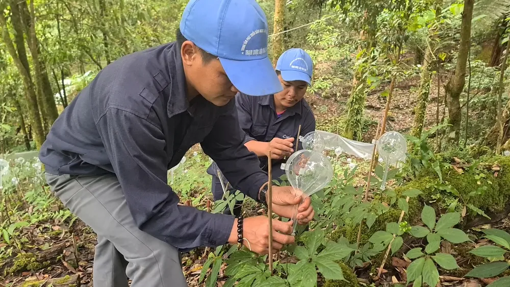 Quảng Nam sắp hình thành Trung tâm Công nghiệp dược liệu ảnh 2