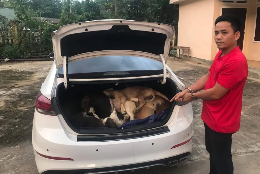 Bắt đối tượng lái ôtô đi trộm 38 con chó  ảnh 1