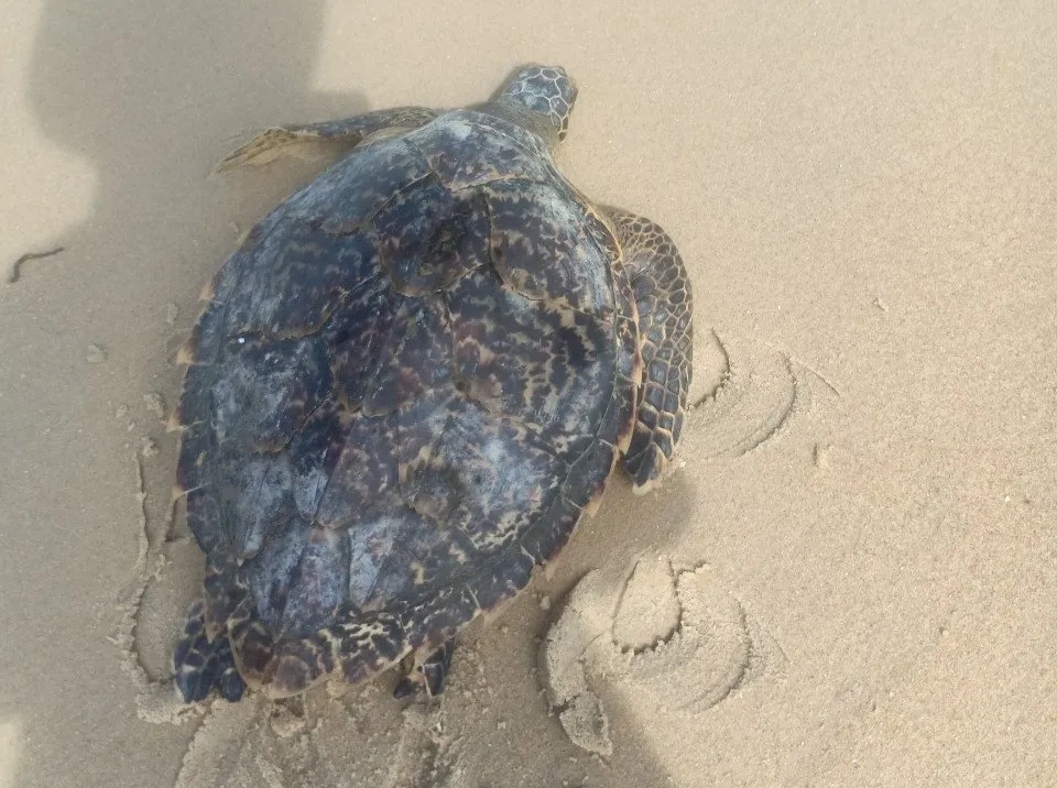 Vận động ngư dân thả một cá thể rùa về lại biển ảnh 2