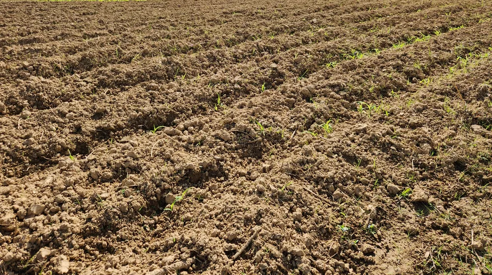 Một ruộng bắp người dân vừa trồng nhưng thiếu nước dẫn đến sinh trưởng kém. Ảnh: NGUYỄN CƯỜNG