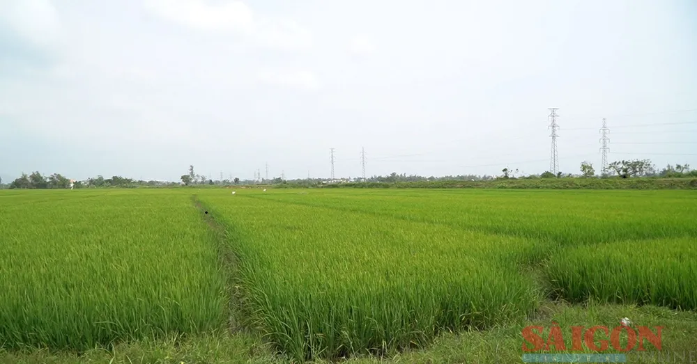 Việc cấp nước diễn ra thất thường do sông Vĩnh Điện bị nhiễm mặn. Ảnh: NGUYỄN CƯỜNG