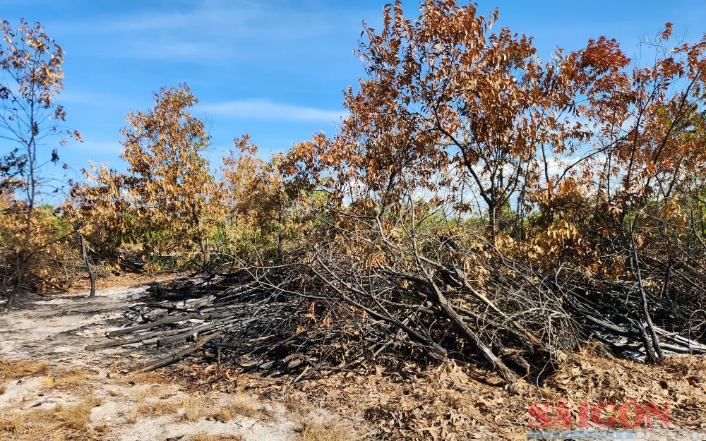 Nhiều cây xung quanh bị cháy, khô héo lá sau vụ diễn tập. Ảnh: NGUYỄN CƯỜNG