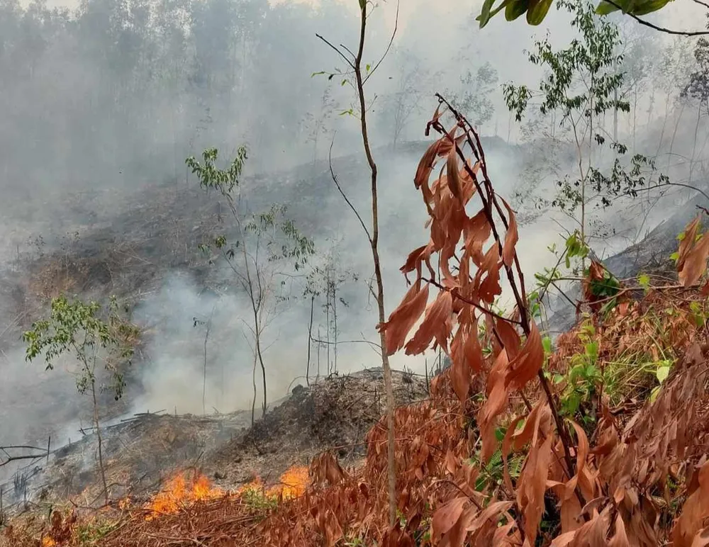 Khu rừng bị cháy lan do người ông M. đốt thực bì