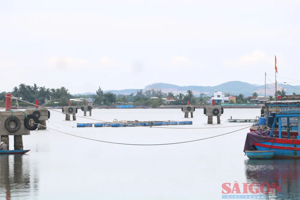 Các lồng bè được neo ngay sát vị trí neo đậu của tàu cá. Ảnh: NGUYỄN CƯỜNG