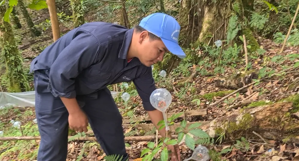 Chăm sóc cây Sâm Ngọc Linh vào thời điểm cây cho hạt tại xã Trà Linh (huyện Nam Trà My, tỉnh Quảng Nam)