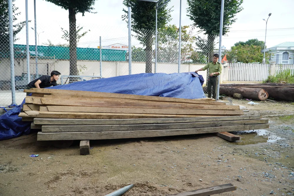 Số gỗ được đưa về Hạt Kiểm lâm huyện Phước Sơn tiếp tục điều tra, xác minh xử lý