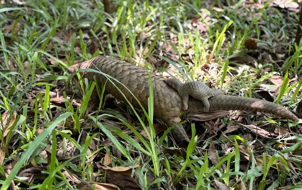 24-5-te-te-sinh-san-quang-nam (1).jpg