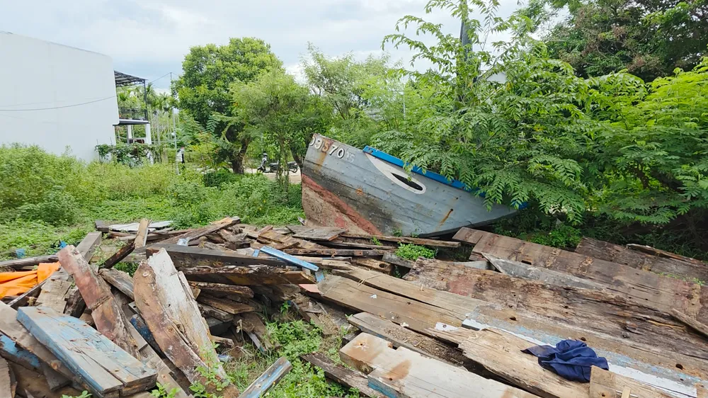 Tái sinh gỗ .jpg