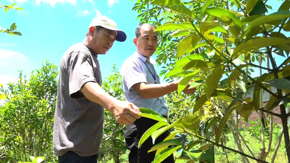 kinh tế vườn Đà Nẵng.jpg