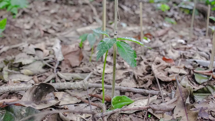 Sâm Ngọc Linh đâm chồi, nảy lá trên đỉnh Sa Mù ảnh 2