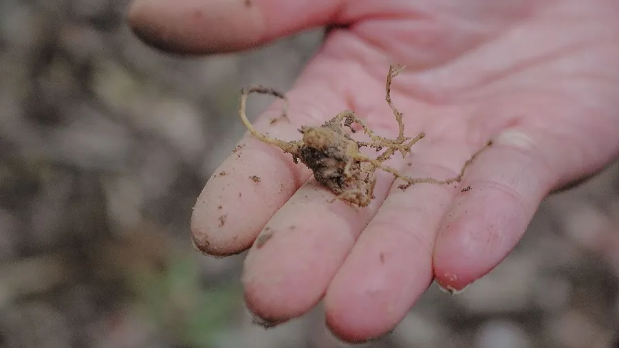 Sâm Ngọc Linh đâm chồi, nảy lá trên đỉnh Sa Mù ảnh 3