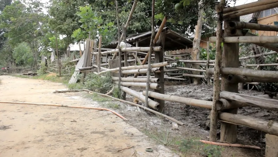 Quảng Trị: Cấp trâu, bò hỗ trợ giảm nghèo làm lây lan dịch bệnh ảnh 2