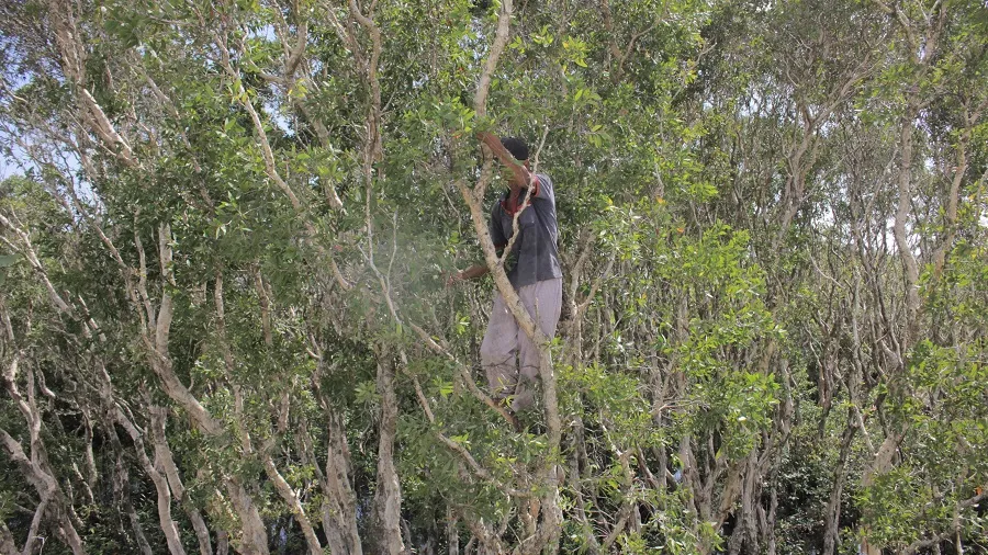 Vất vả nghề hái lá tràm gió ảnh 4