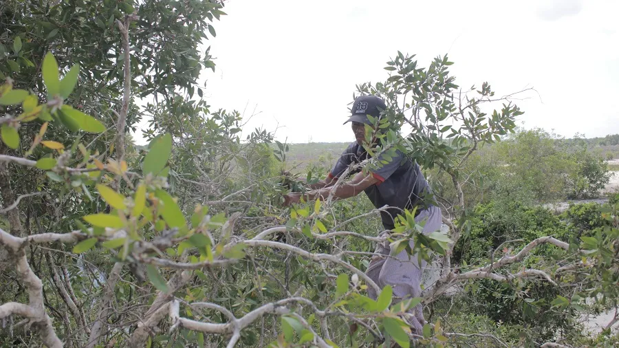 Vất vả nghề hái lá tràm gió ảnh 5