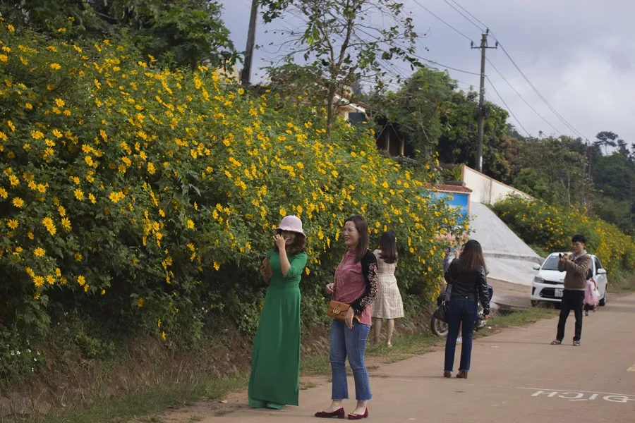 Độc đáo đường hoa dã quỳ nơi miền tây Quảng Trị  ảnh 5