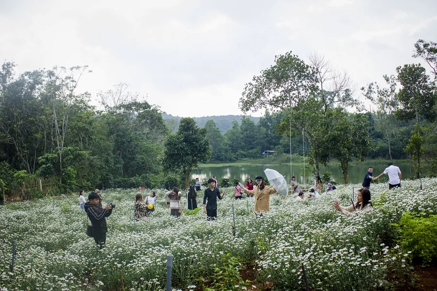 Độc đáo đường hoa dã quỳ nơi miền tây Quảng Trị  ảnh 6