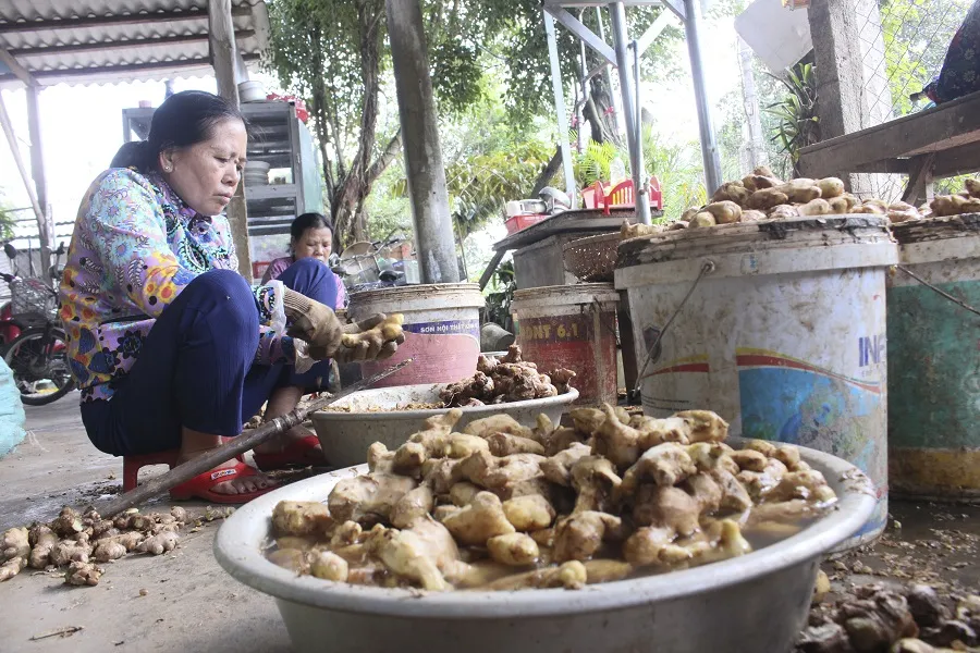 Làng nghề mứt gừng Mỹ Chánh vào vụ tết ảnh 1