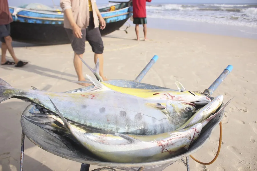 Ngư dân được mùa cá bè xước những ngày giáp tết ảnh 4