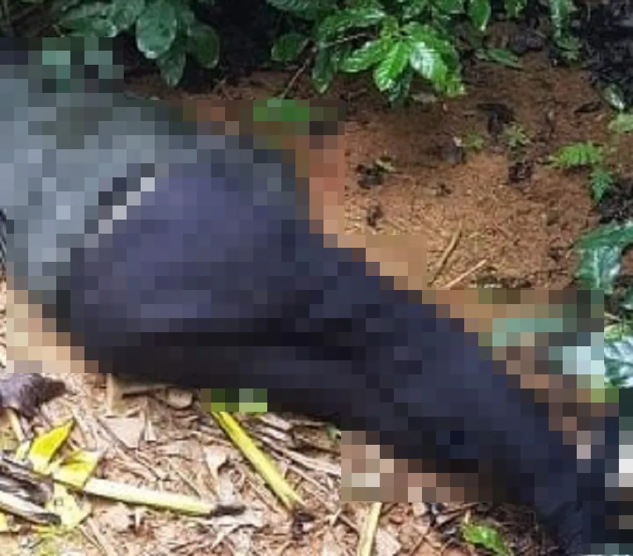 Thi thể nghi phạm nổ súng khiến 3 mẹ con thương vong được tìm thấy ở đồi cà phê ảnh 1