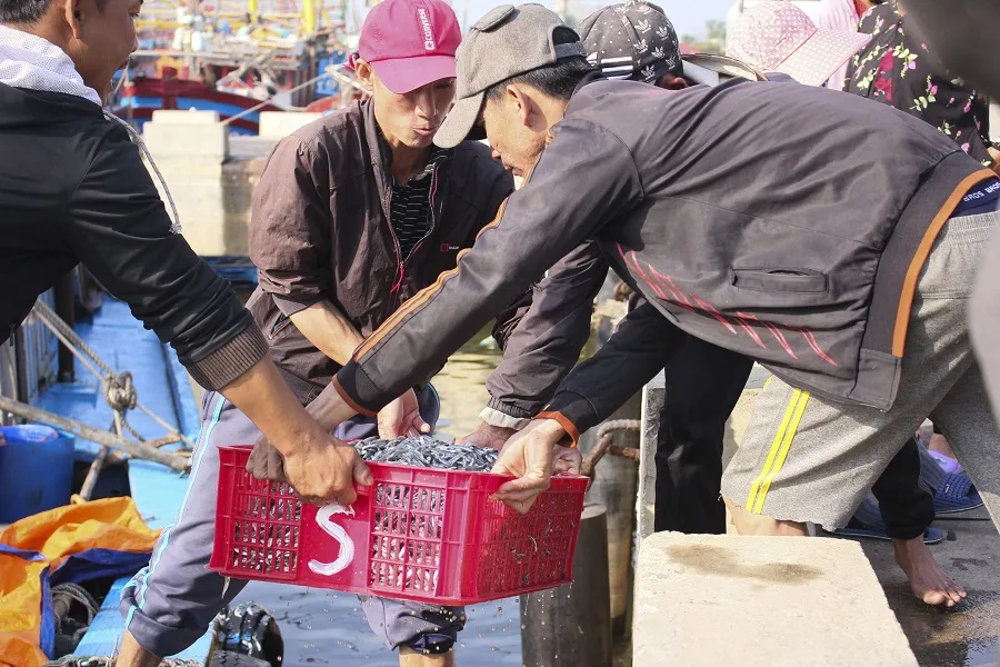 Ngư dân Quảng Trị được mùa cá cơm sau Tết Nguyên đán ảnh 4