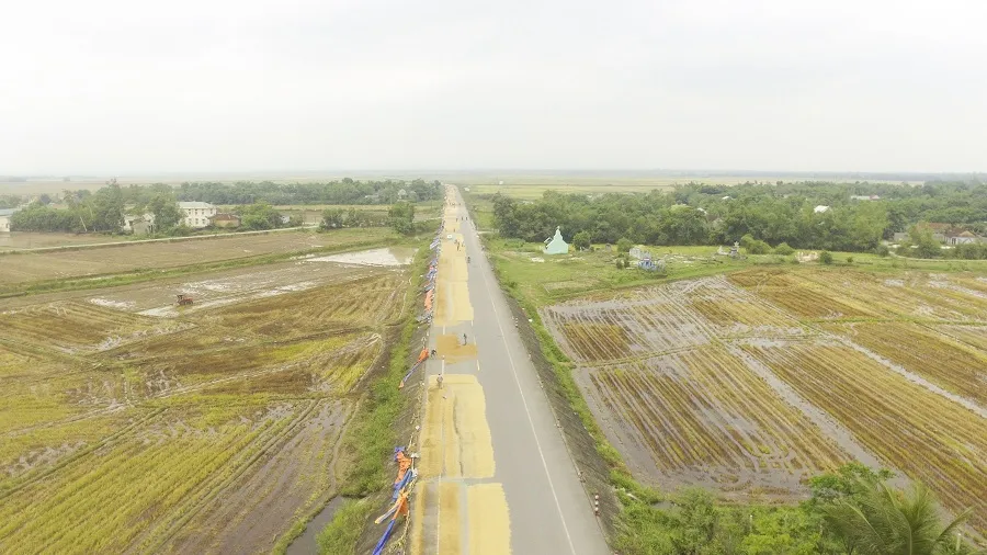 Tranh thủ nắng ráo nông dân tất bật thu hoạch lúa bị ngã đổ ảnh 7