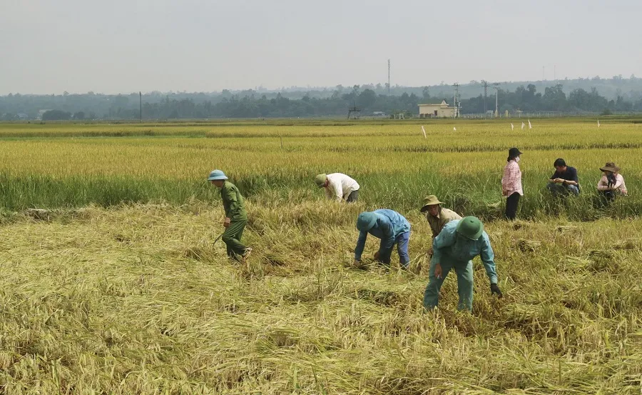 Tranh thủ nắng ráo nông dân tất bật thu hoạch lúa bị ngã đổ ảnh 2