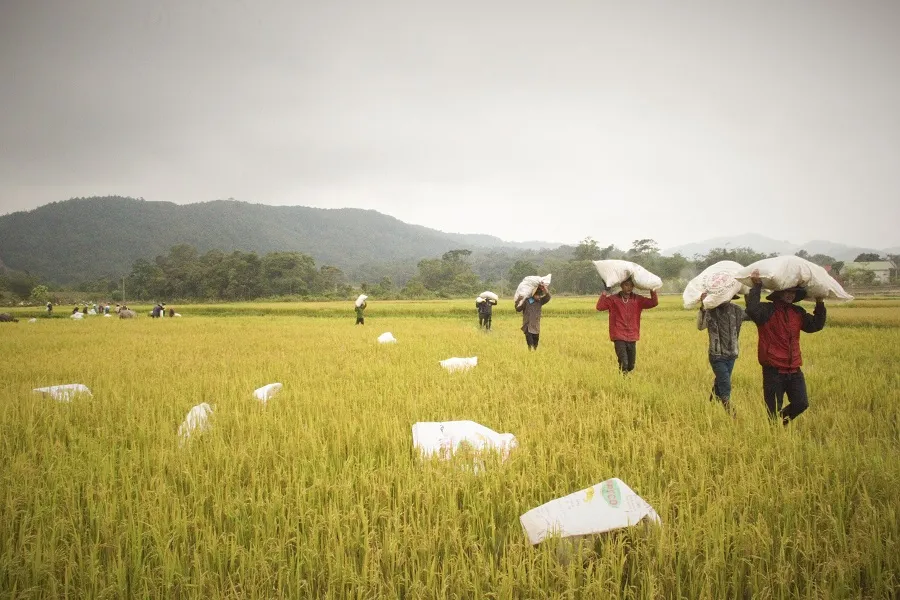 Tranh thủ nắng ráo nông dân tất bật thu hoạch lúa bị ngã đổ ảnh 4