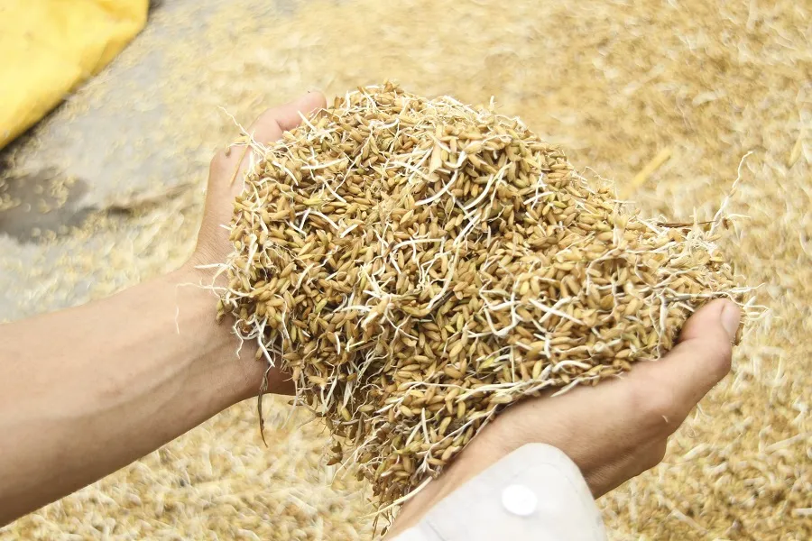 Tranh thủ nắng ráo nông dân tất bật thu hoạch lúa bị ngã đổ ảnh 9