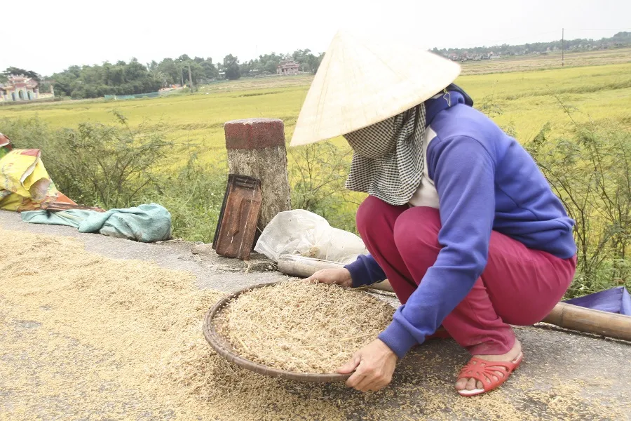 Tranh thủ nắng ráo nông dân tất bật thu hoạch lúa bị ngã đổ ảnh 10