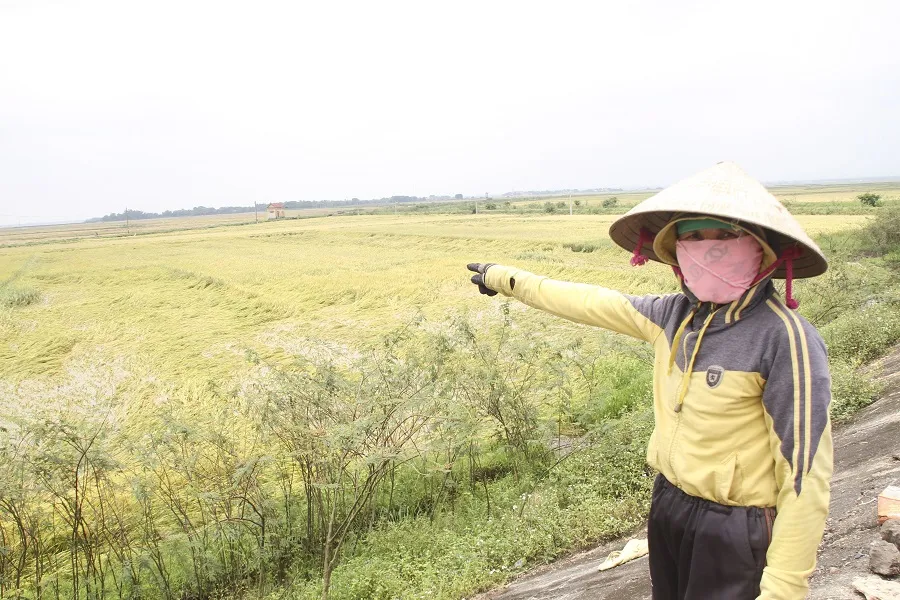 Tranh thủ nắng ráo nông dân tất bật thu hoạch lúa bị ngã đổ ảnh 1