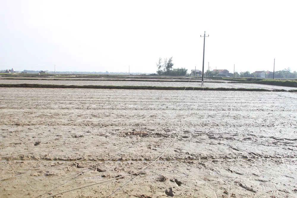 Cột điện ngã đổ khiến một người tử vong ảnh 2