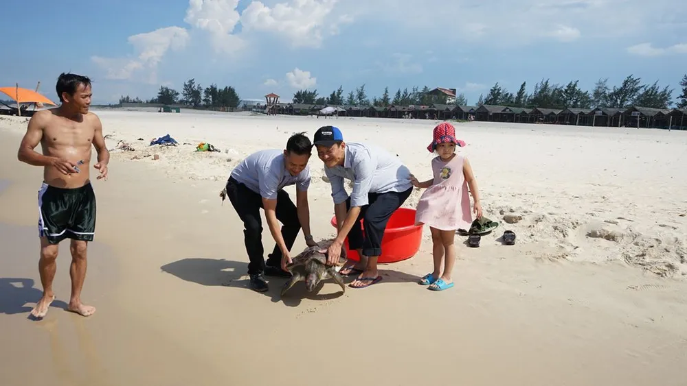 Quảng Trị: Cứu hộ và thả một cá thể rùa quý hiếm về biển ảnh 1