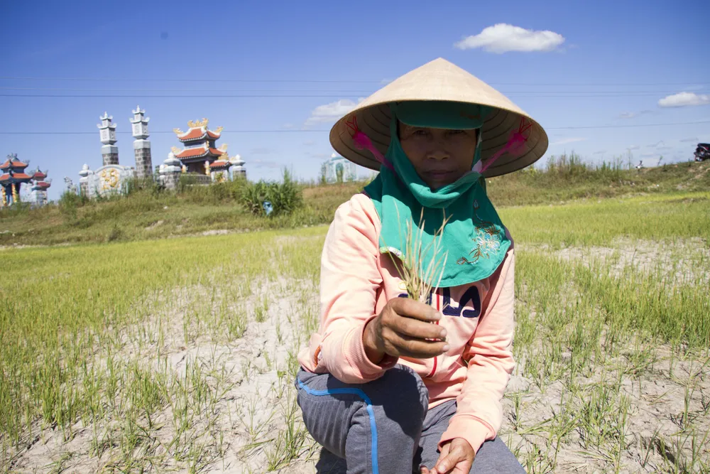 Quảng Trị: Đồng ruộng nứt nẻ, cây lúa héo khô ảnh 3