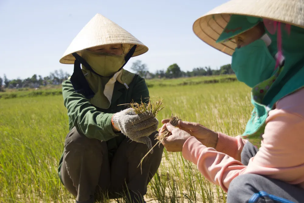 Quảng Trị: Đồng ruộng nứt nẻ, cây lúa héo khô ảnh 5