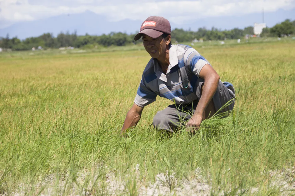 Quảng Trị: Đồng ruộng nứt nẻ, cây lúa héo khô ảnh 4
