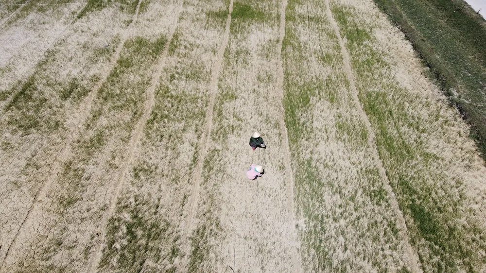 Quảng Trị: Đồng ruộng nứt nẻ, cây lúa héo khô ảnh 2