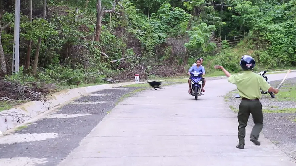 Voọc gáy trắng tấn công người ở Quảng Trị: Di chuyển đàn voọc đến khu vực mới ảnh 2